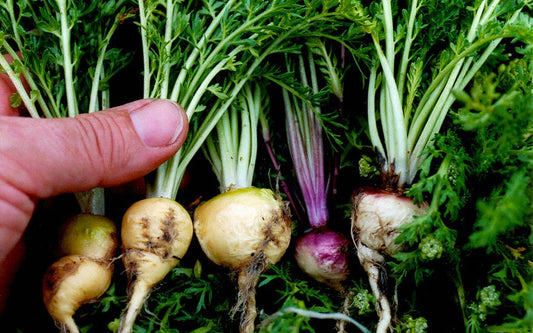 Maca Root – The Ancient Secret to Boosting Libido and Energy