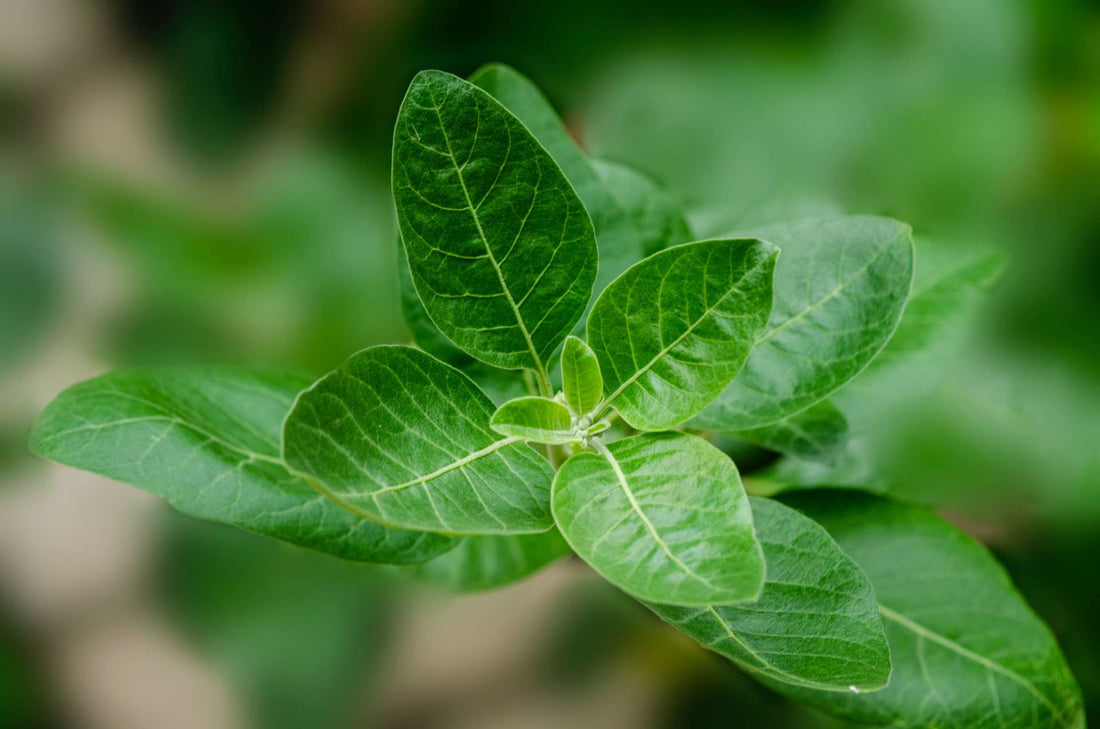 Ashwagandha – The Ultimate Stress-Reliever for Better Libido - Pulsion.