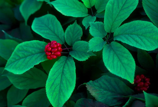 Red Ginseng – The Natural Libido Enhancer - Pulsion.