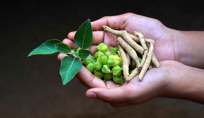 Ashwagandha plant root illustration, natural adaptogen for energy, stress relief, and libido support