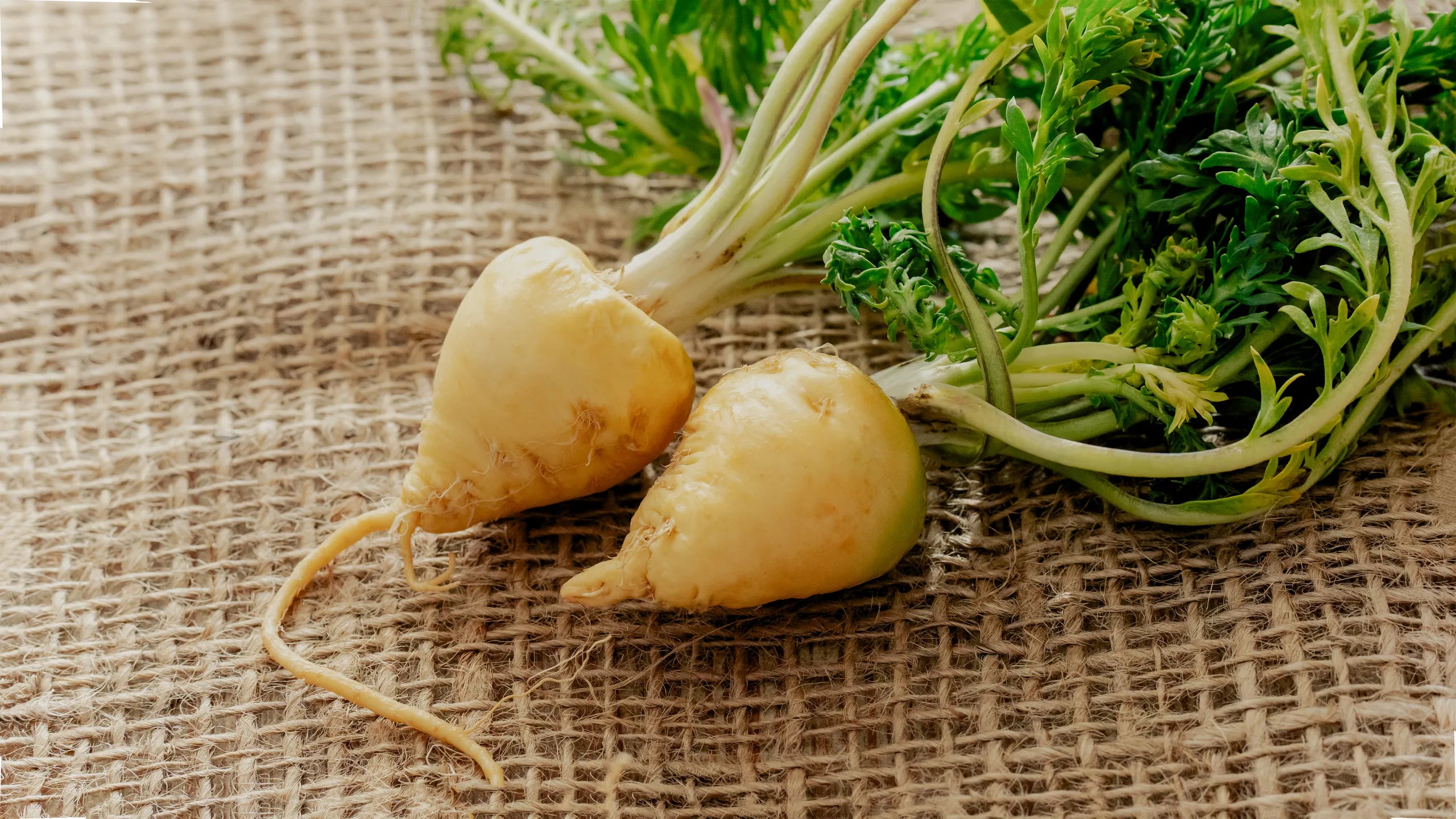 Maca root illustration, natural superfood for energy, libido, hormonal balance, and stress support